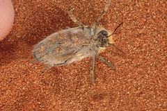 Julodis mitifica