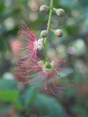 Barringtonia acutangula