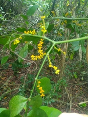 Phoradendron piperoides