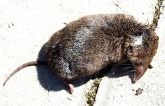 Myosorex varius