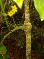 Phoradendron piperoides