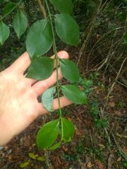 Phoradendron piperoides