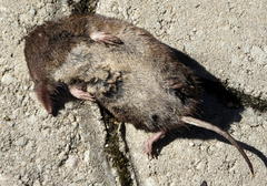 Myosorex varius