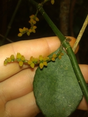 Phoradendron piperoides