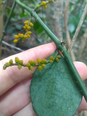 Phoradendron piperoides