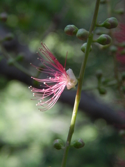Barringtonia acutangula