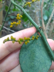 Phoradendron piperoides