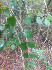 Phoradendron piperoides