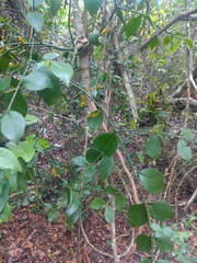 Phoradendron piperoides