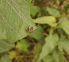 Cletomorpha benita