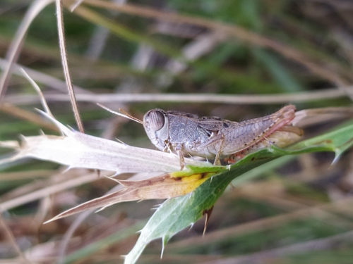 Kratkokrili krupnozadi skakavac (Paracaloptenus cristatus)