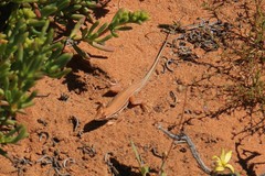 Meroles ctenodactylus