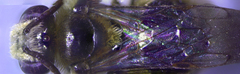 Exomalopsis