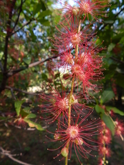 Barringtonia acutangula