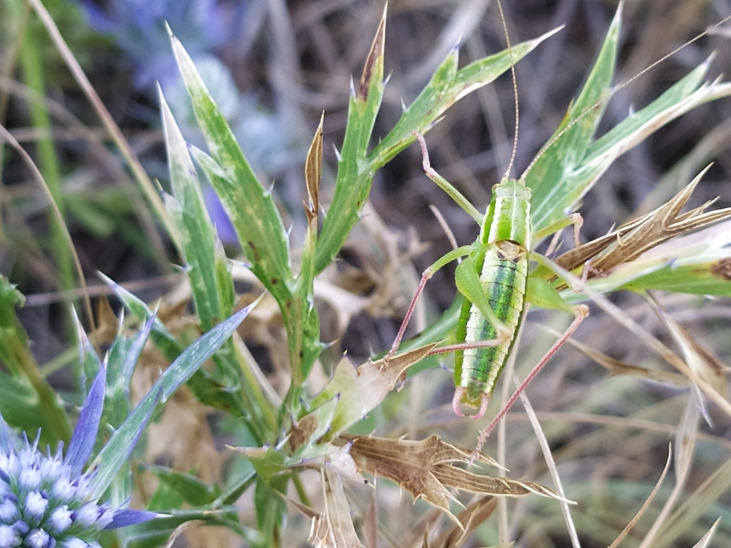 Elegant Bright Bush-cricket