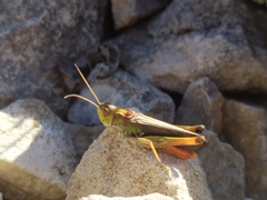 Stenobothrus rubicundulus