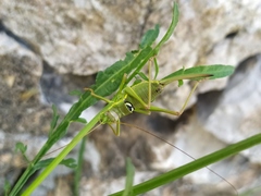 Ephippiger discoidalis