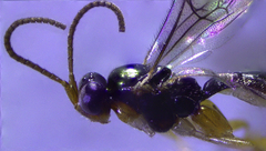 Orthocentrinae