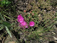 Delosperma lavisiae