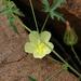 Pavonia transvaalensis - Photo 由 Wynand Uys 所上傳的 (c) Wynand Uys，保留部份權利CC BY