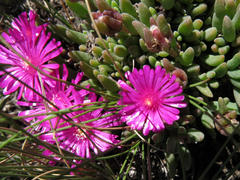 Delosperma lavisiae