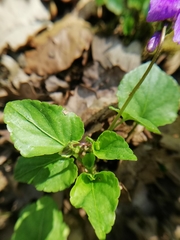 Viola × bavarica