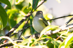 Phyllomyias griseocapilla