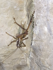 Pachytrachis striolatus