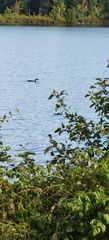 Gavia immer image