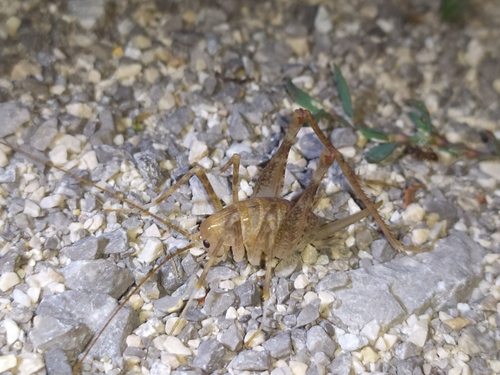 Obični spiljski konjic (Troglophilus cavicola)