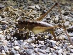 Pachytrachis striolatus