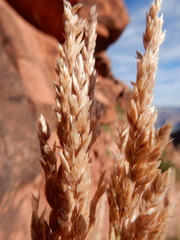 Poa fendleriana