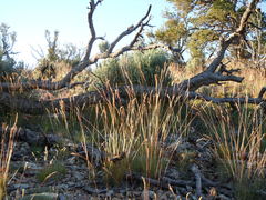 Poa fendleriana