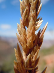 Poa fendleriana