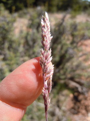 Poa fendleriana