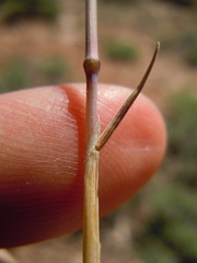 Poa fendleriana