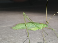 Acrometopa macropoda