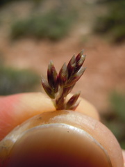 Poa fendleriana