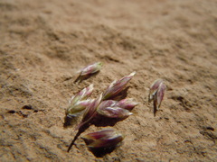 Poa fendleriana
