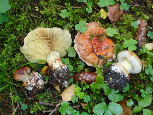 Calonarius odorifer
