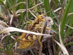 Prionotropis hystrix