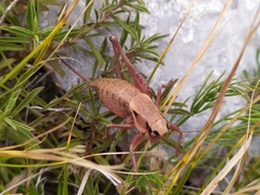 Pholidoptera dalmatica