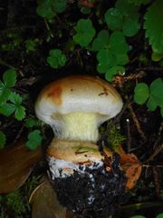 Cortinarius odorifer