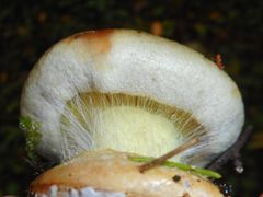 Cortinarius odorifer