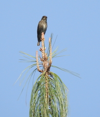 Muscicapa sibirica