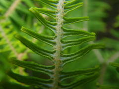 Sticherus umbraculifer