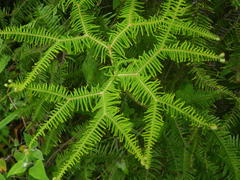 Sticherus umbraculifer