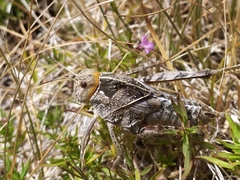 Prionotropis hystrix