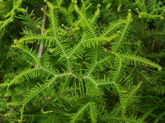 Sticherus umbraculifer