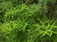 Sticherus umbraculifer